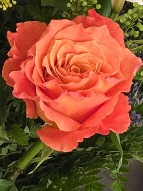 Meet your Posher, Bridget